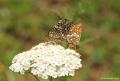 Melitaea athalia (Amannisa)